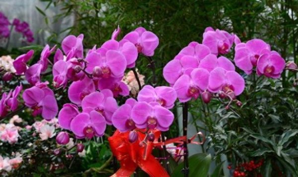 开云(中国)kaiyun网页版登录入口太阳插足狮子座钱财宫-开云(中国)kaiyun体育网址-登录入口