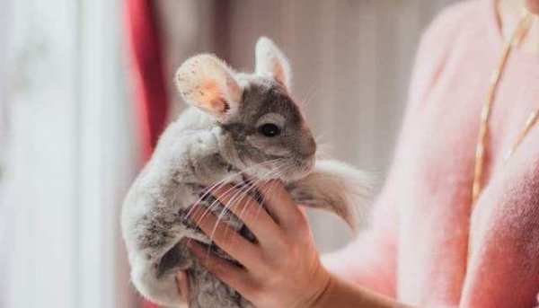 开yun体育网它们与主东说念主建立了密切的关系-开云(中国)kaiyun体育网址-登录入口