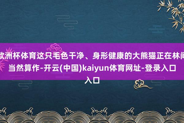 欧洲杯体育这只毛色干净、身形健康的大熊猫正在林间当然算作-开云(中国)kaiyun体育网址-登录入口